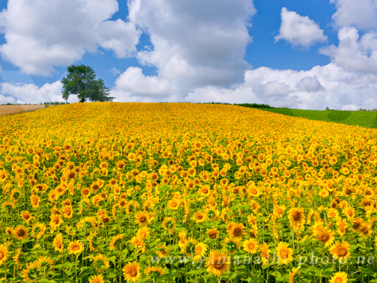 夏ギャラリー Of 山梨写真事務所 風景写真家 山梨 勝弘 麗し季節の移ろいを求めて